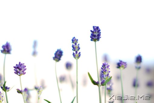 12697135268506、白色、White、紫色、薰衣草、花、flower、lavender、、花朵、夏天、盛开、妖娆