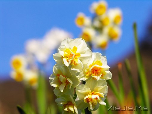 水仙、水仙、鲜花