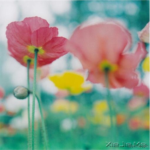 杂、杂、美图、花、虞美人、亲亲