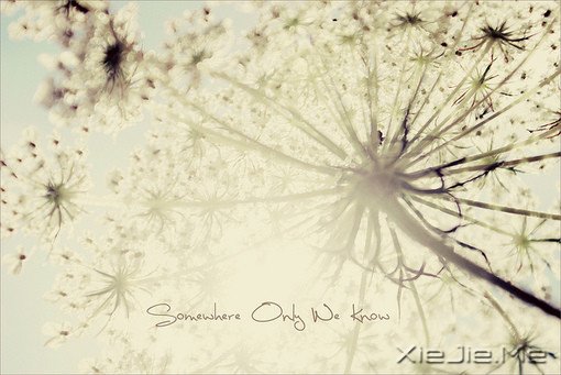 untitled、花、壁纸、清新、色彩、唯美、花草、Flowers