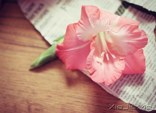 早安心语：浅浅遇，淡淡忘 (6)