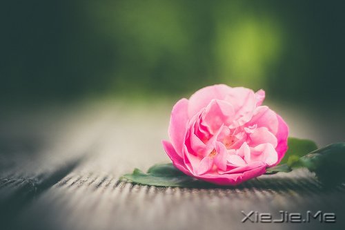 人生最清晰的脚印，往往印在最泥泞的路上 (9)
