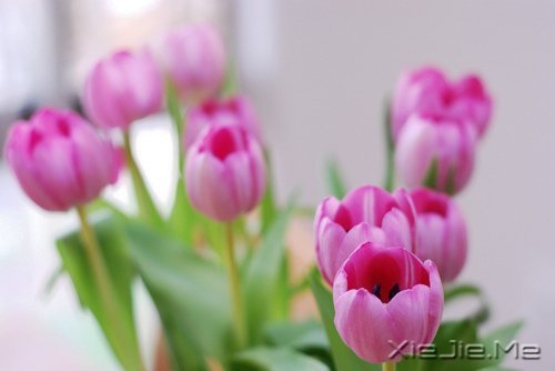 早安心语：找一个理由，去否认忧伤 (2)