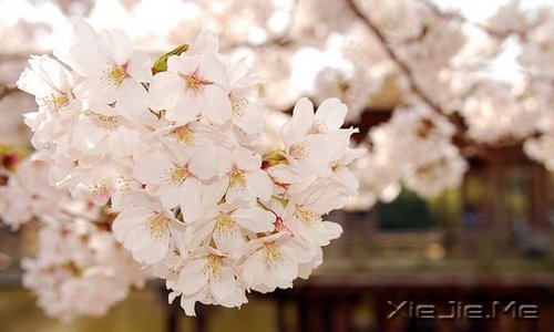早安心语：找一个理由，去否认忧伤 (5)