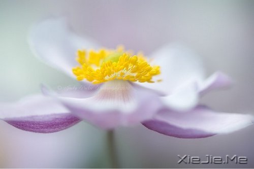 早安心语：找一个理由，去否认忧伤 (8)