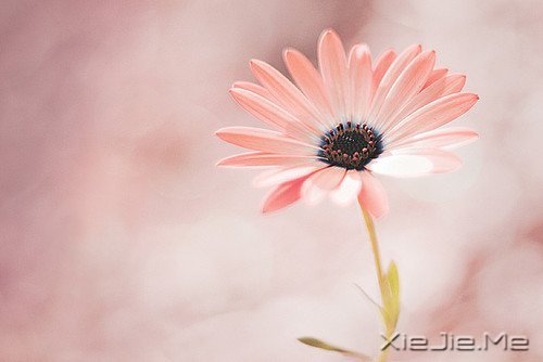 早安心语：你想要的，岁月都会给你 (1)