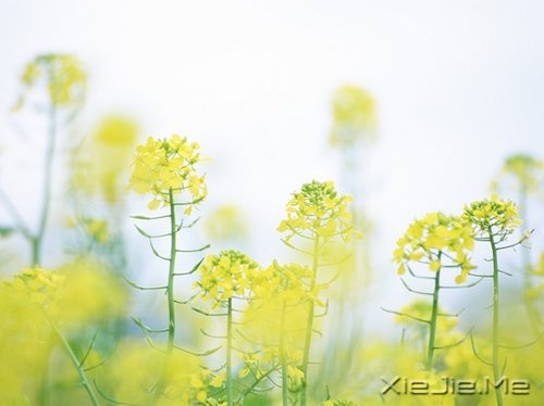 早安心语：你想要的，岁月都会给你 (9)