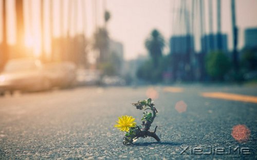 早安心语：总有一条路，通向彩红脚下 (4)